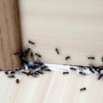 Απαλλαγείτε από τα μυρμήγκια στο σπίτι