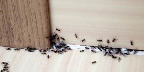 Απαλλαγείτε από τα μυρμήγκια στο σπίτι
