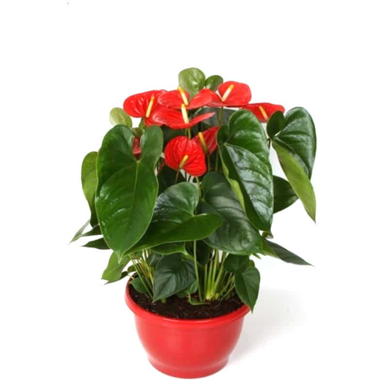 Ανθύριο - Flamingo Lily/Fleur (Anthurium andraeanum)