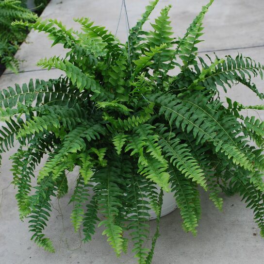 Φτέρη - Kimberly Queen Ferns (Nephrolepis obliterata)