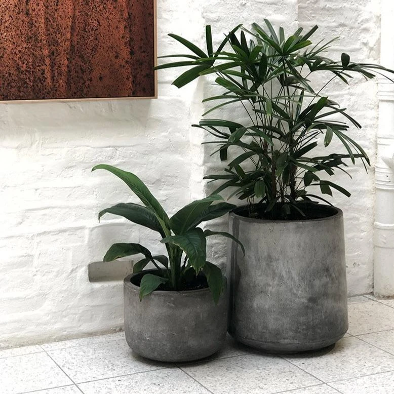 Πλατύφυλλος φοίνικας - Lady Palm (Rhapis excelsa)