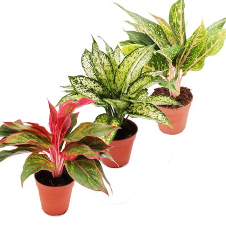 Φυτά που καθαρίζουν τον αέρα - Αγλαόνεμα - Chinese Evergreen (Aglaonema)