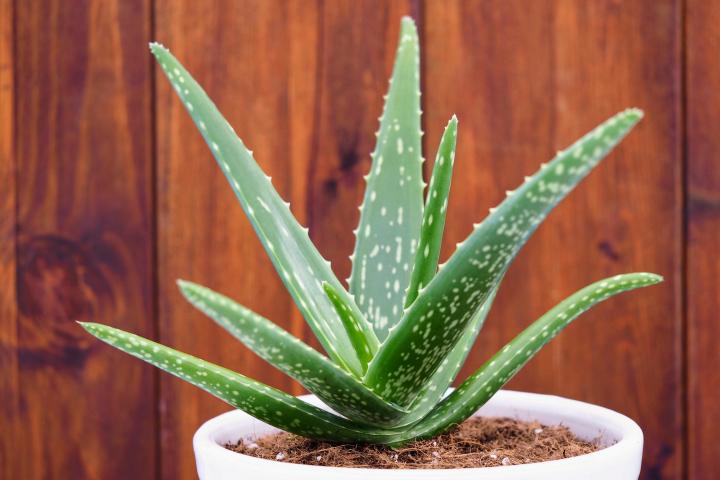 Αλοή - Aloe Vera (Aloe vera or A. barbadensis)