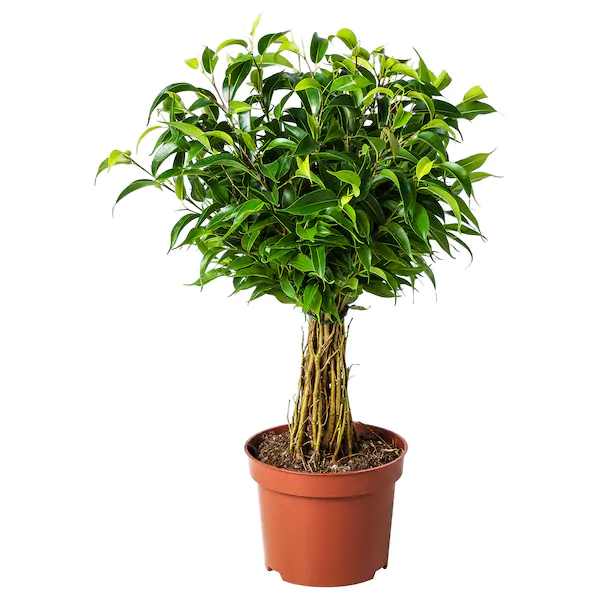 Φϊκος - Ficus/Weeping Fig (Ficus benjamina)
