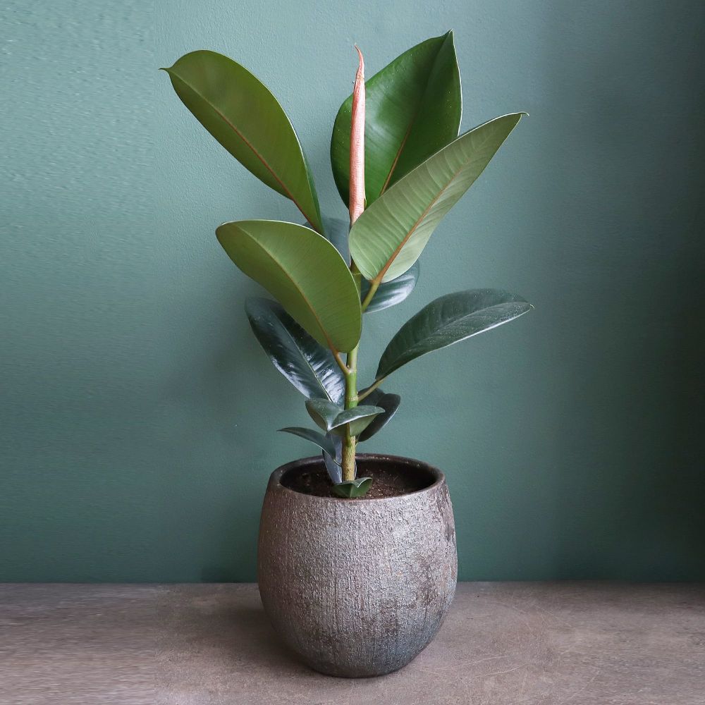 Φυτά που καθαρίζουν τον αέρα - Φϊκος - Rubber plants (Ficus elastic)