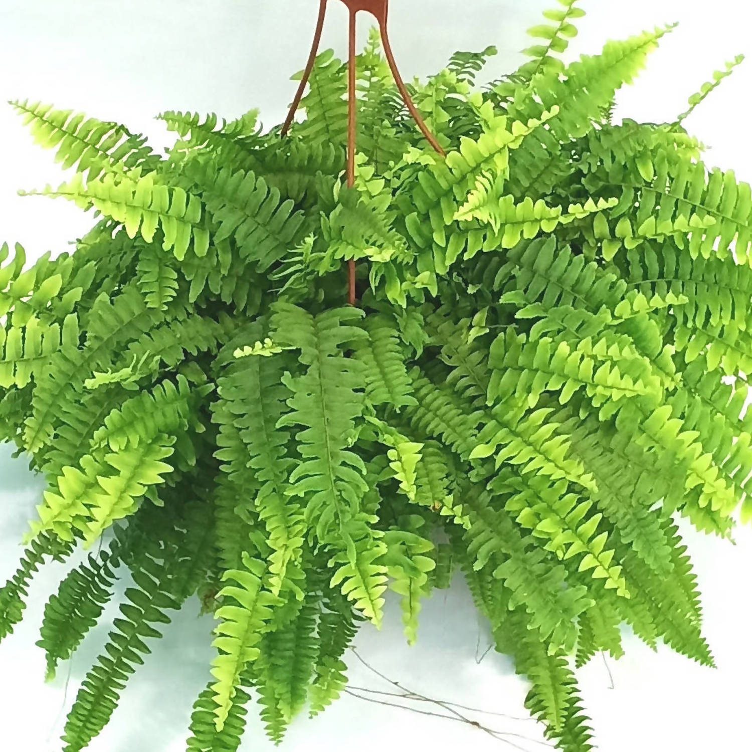 Φτέρη - Boston Fern (Nephrolepis exaltata v. Bostoniesis)