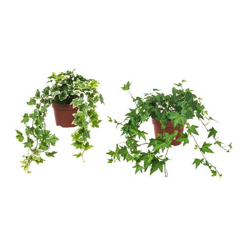 Κισσός - English ivy (Hedera helix)