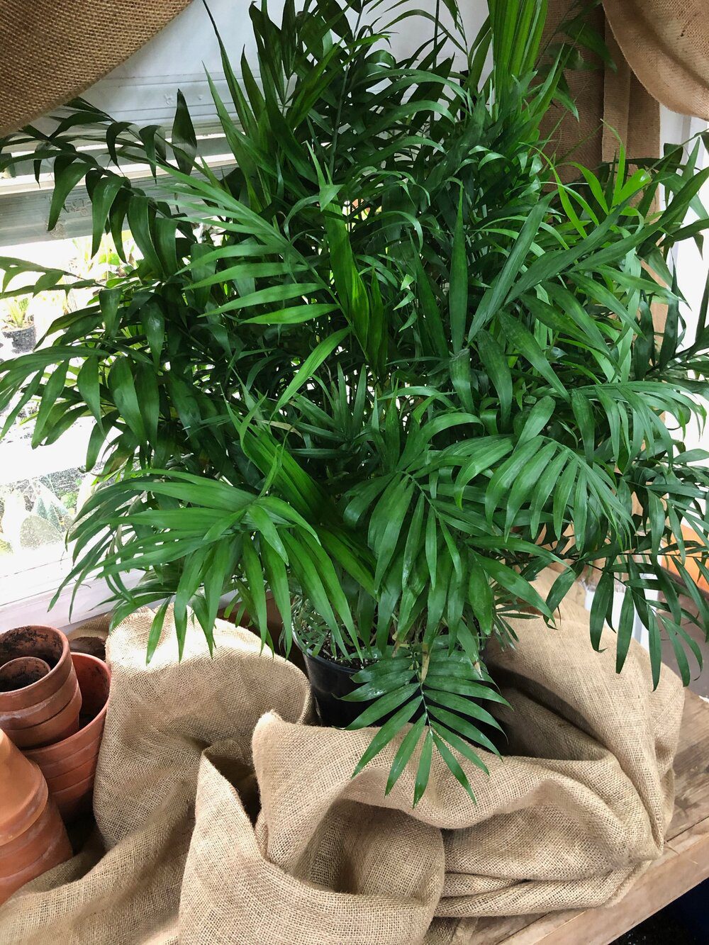 Φοίνικας Αρέκα - Bamboo Palm (Chamaedorea seifrizii)