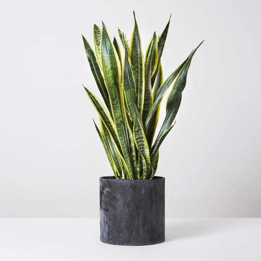 Σανσεβιέρια - Snake Plant/Mother-in-Law’s Tongue (Sansevieria trifasciata) - Φυτά που καθαρίζουν τον αέρα