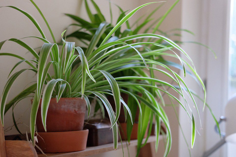 Φυτά που καθαρίζουν τον αέρα - Χλωρόφυτο - Chlorophytum comosum - spider plant