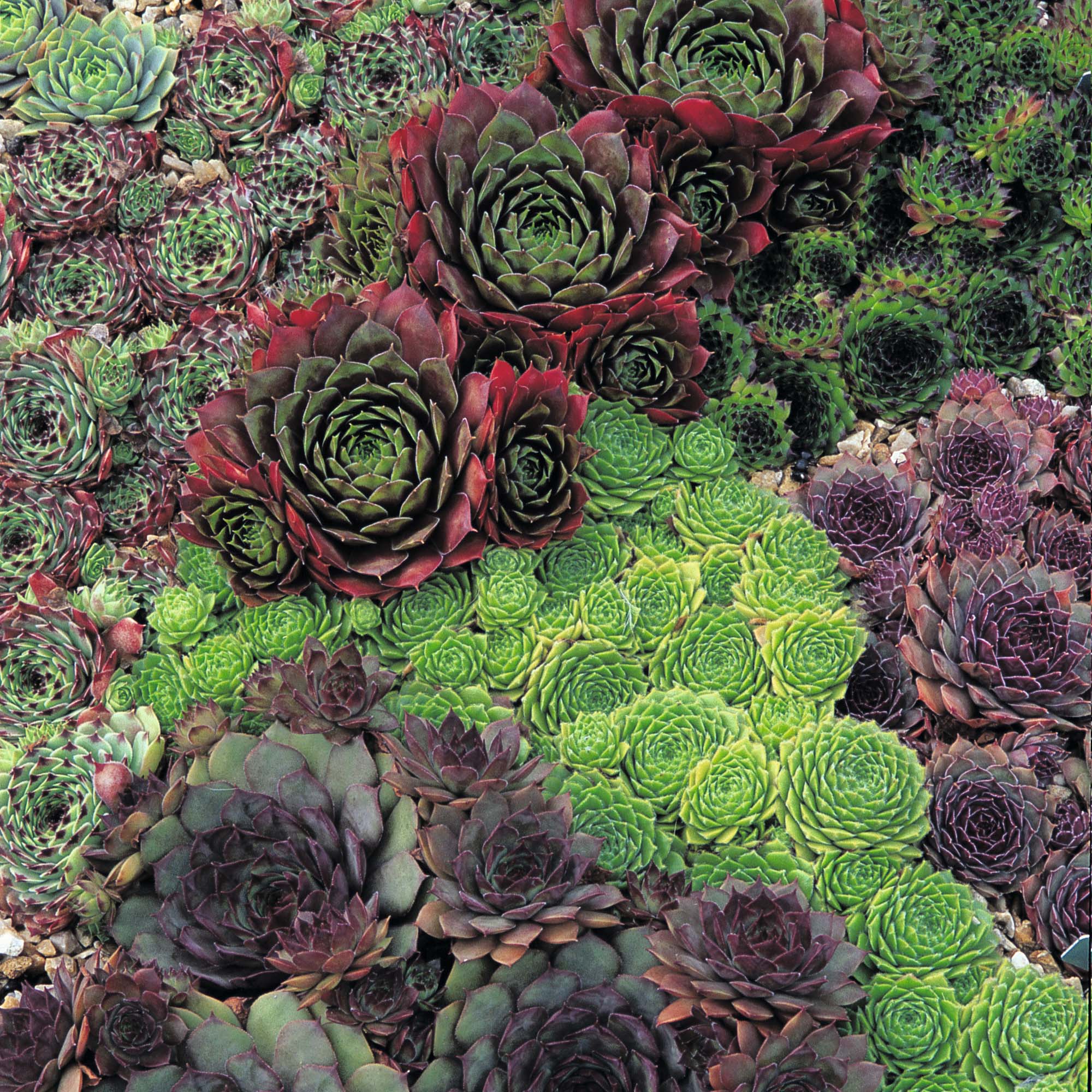 Sempervivum - Hen and Chicks