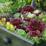 Sempervivum - Hen and Chicks