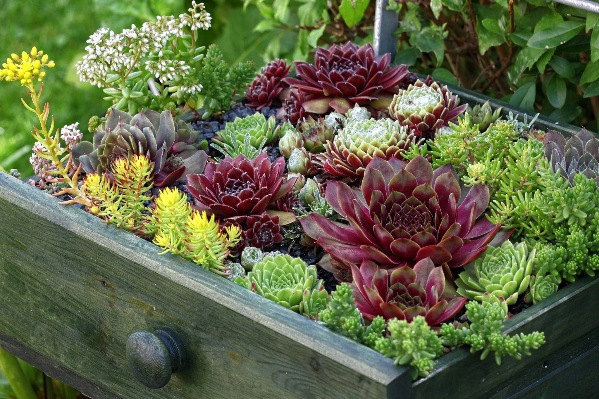 Sempervivum - Hen and Chicks