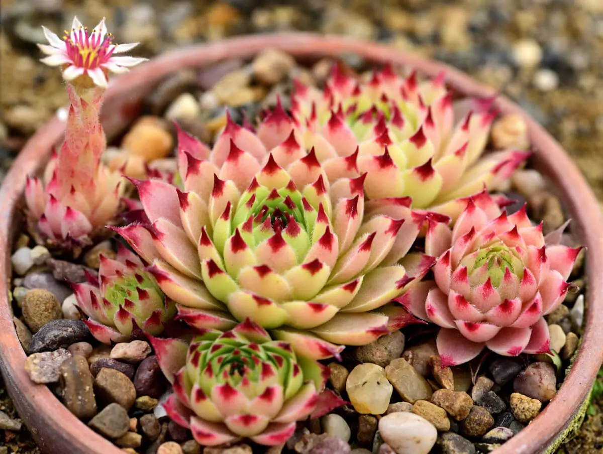 Sempervivum - Hen and Chicks