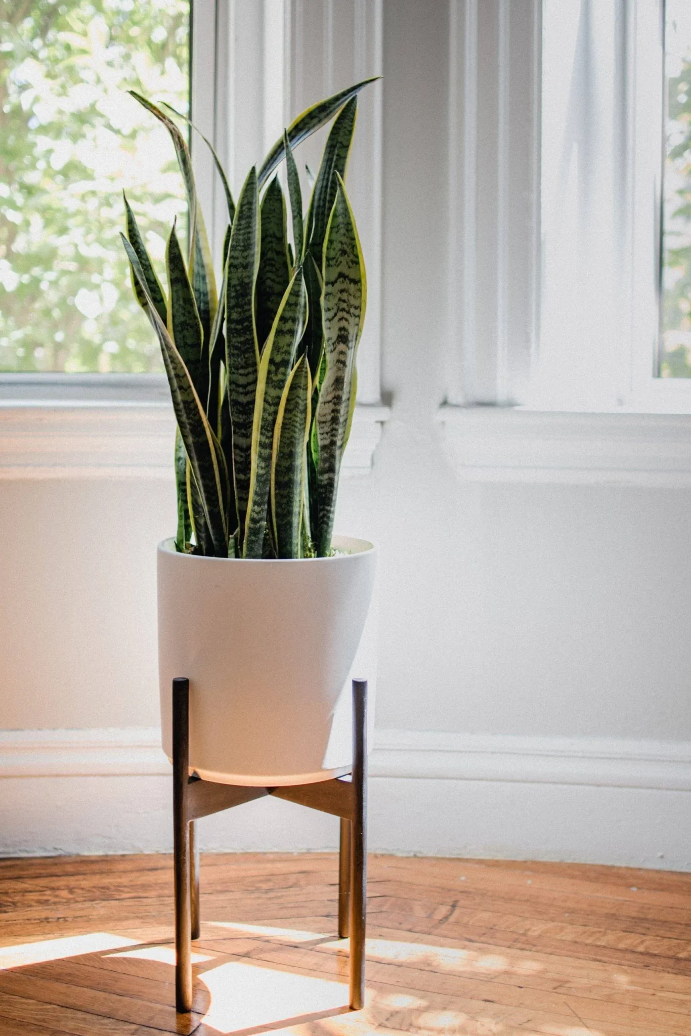 Σανσεβιέρια (Dracaena trifasciata) - η γλώσσα της πεθεράς