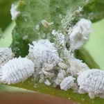 Πώς να απαλλαγείτε από τα Mealybugs (Αλευρώδεις κοριοί)