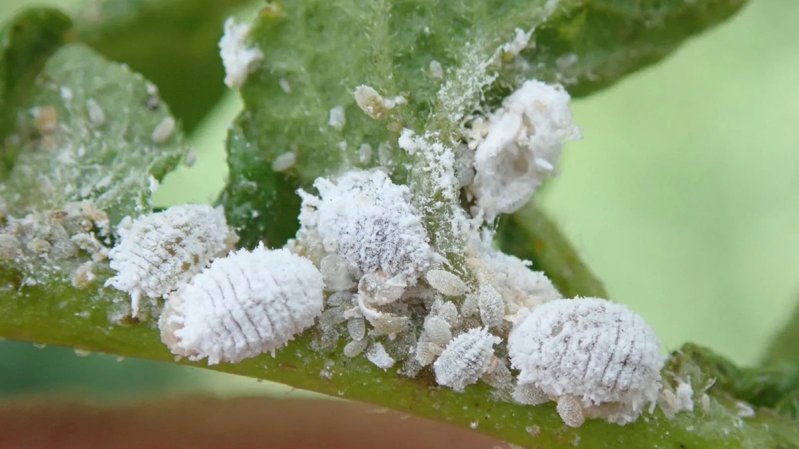Πώς να απαλλαγείτε από τα Mealybugs (Αλευρώδεις κοριοί)