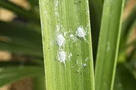 Πώς να απαλλαγείτε από τα Mealybugs (Αλευρώδεις κοριοί)