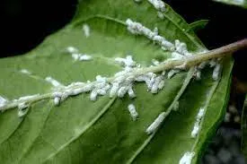 Πώς να απαλλαγείτε από τα Mealybugs (Αλευρώδεις κοριοί)