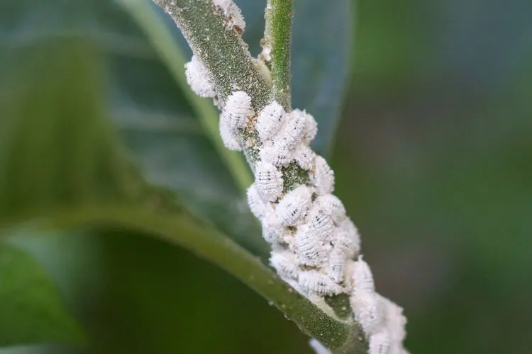 Πώς να απαλλαγείτε από τα Mealybugs (Αλευρώδεις κοριοί)