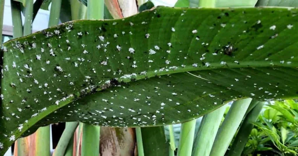 Πώς να απαλλαγείτε από τα Mealybugs (Αλευρώδεις κοριοί)