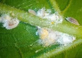 Πώς να απαλλαγείτε από τα Mealybugs (Αλευρώδεις κοριοί)