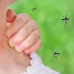 Πώς να κρατήσετε τα κουνούπια μακριά από την αυλή και το σπίτι σας