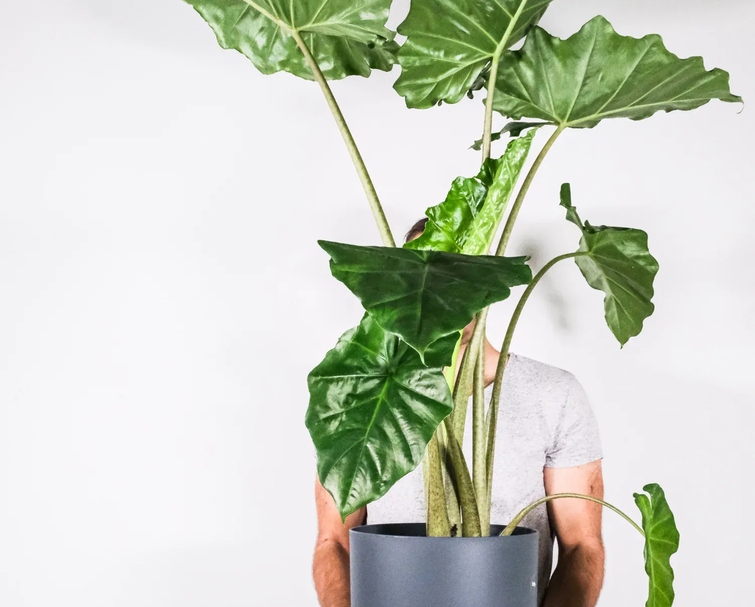 φυτό Alocasia (αυτί ελέφαντα) είναι τοξικό για τα κατοικίδια μας
