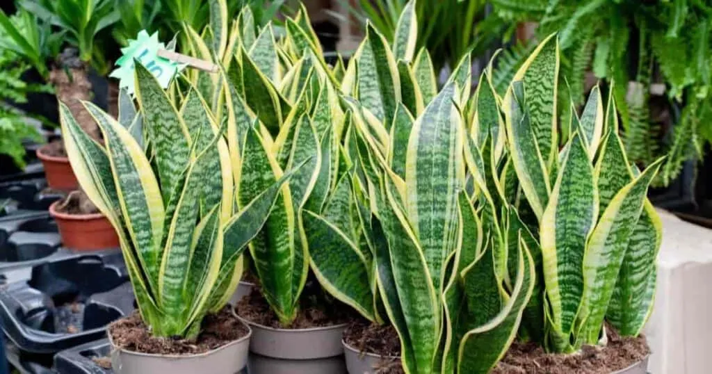 Φυτό Σανσεβιέρια (Dracaena trifasciata)