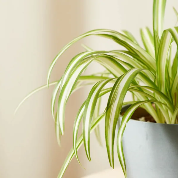 Χλωρόφυτο ή φυτό αράχνη - Spider Plant (Chlorophytum Comosum) - φυτά εσωτερικού χώρου χαμηλών απαιτήσεων φωτισμού