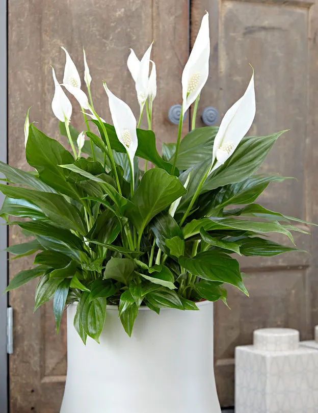 Σπαθίφυλλο ή το κρίνο της Ειρήνης – Peace Lily (Spathiphyllum Wallisii) - φυτά εσωτερικού χώρου χαμηλών απαιτήσεων φωτισμού