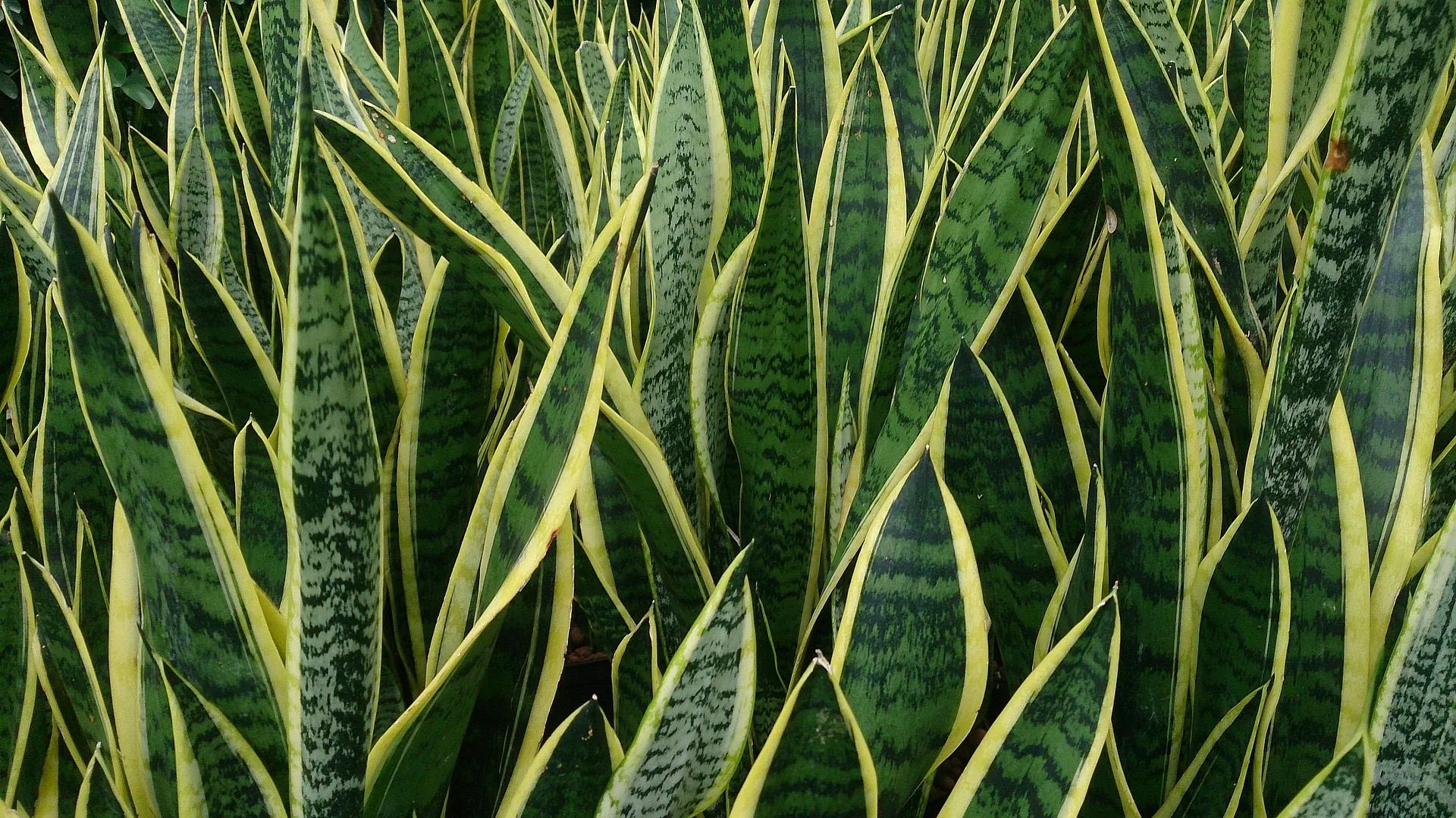 Σανσεβιέρια ή γλώσσα της πεθεράς - Snake Plant (Sansevieria trifasciata). φυτό με χαμηλές απαιτήσεις φωτισμού