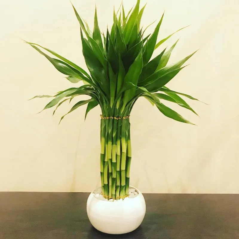 Υδρόβιο μπαμπού ή τυχερό μπαμπού - Lucky Bamboo (Dracaena Sanderiana). φυτά με χαμηλές απαιτήσεις φωτισμού