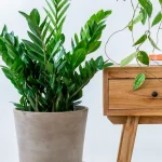 Ζαμιοκούλκας - ZZ Plant (Zamioculcas Zamiifolia). Φυτά με χαμηλές απαιτήσεις φωτισμού