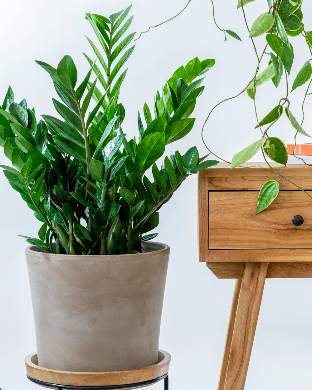Ζαμιοκούλκας - ZZ Plant (Zamioculcas Zamiifolia). Φυτά με χαμηλές απαιτήσεις φωτισμού